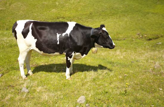 Healthy Cow