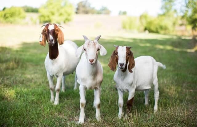 Healthy Goats